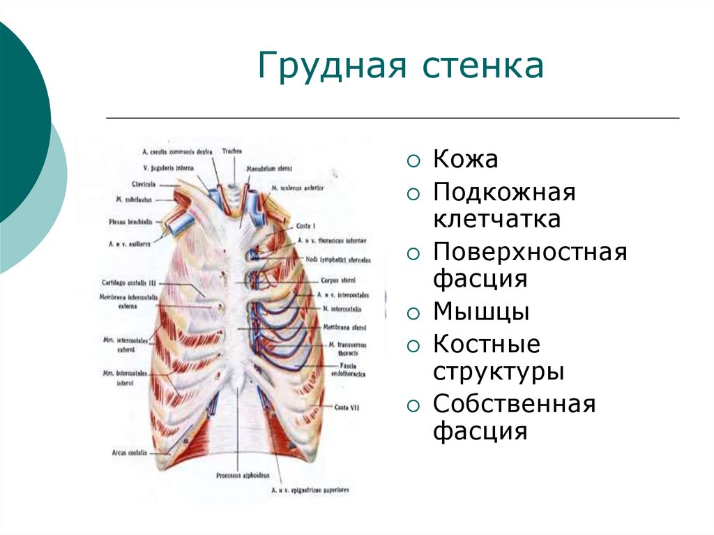 Грудная стенка