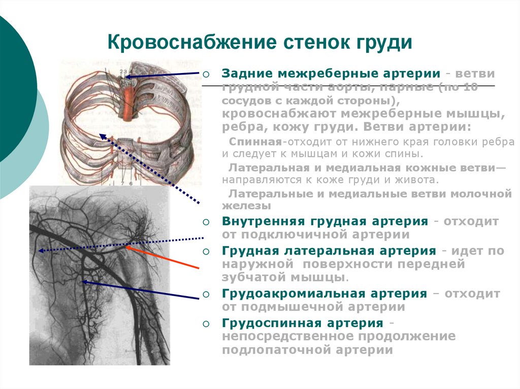 Кровоснабжение стенок груди