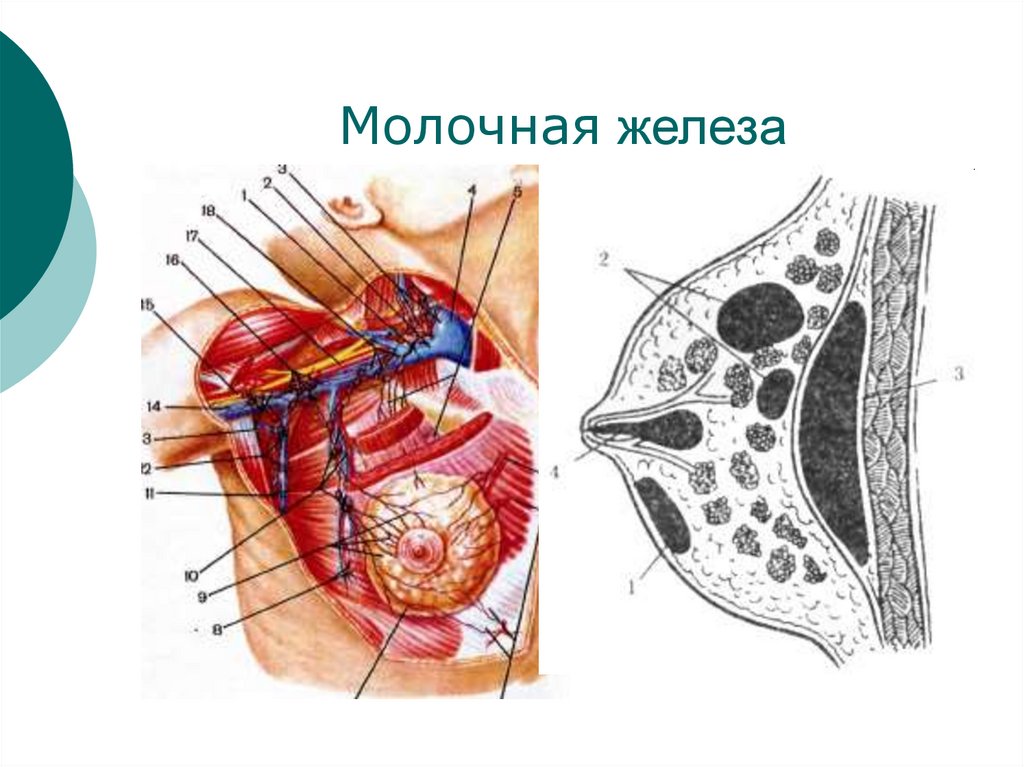 Молочная железа