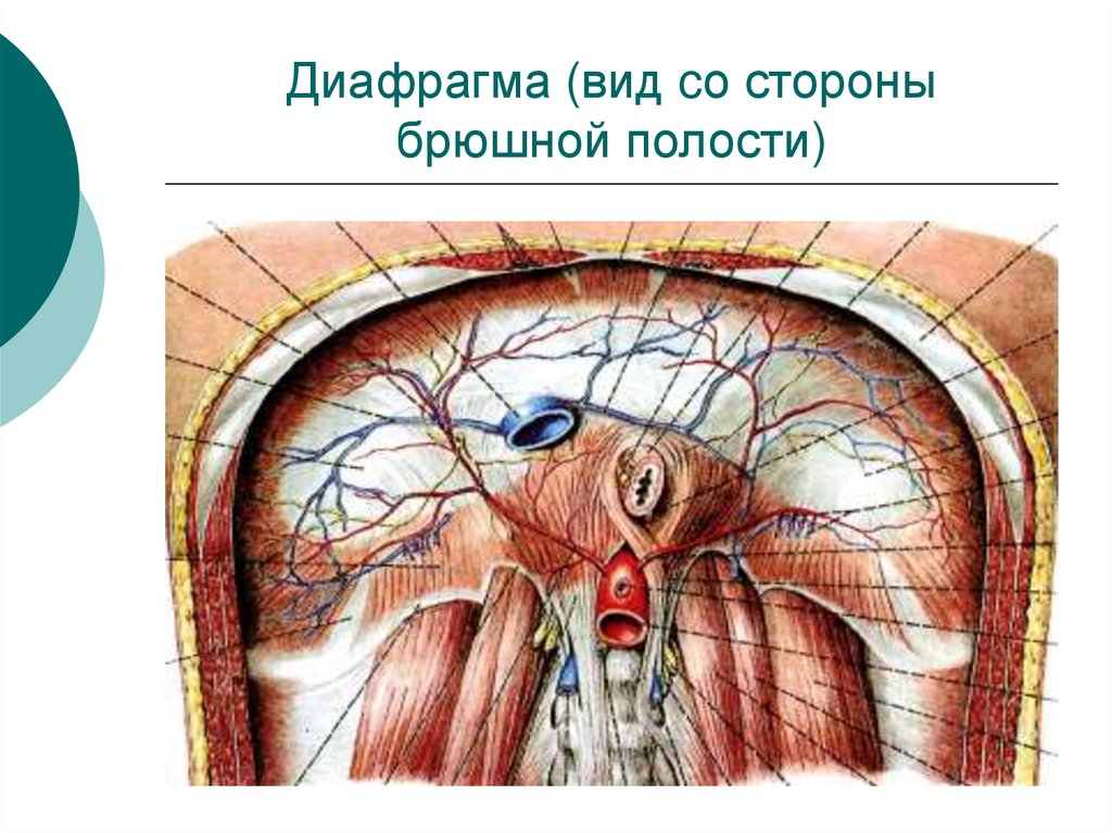 Диафрагма (вид cо стороны брюшной полости)