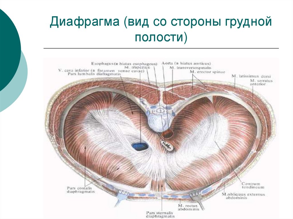 Диафрагма (вид cо стороны грудной полости)