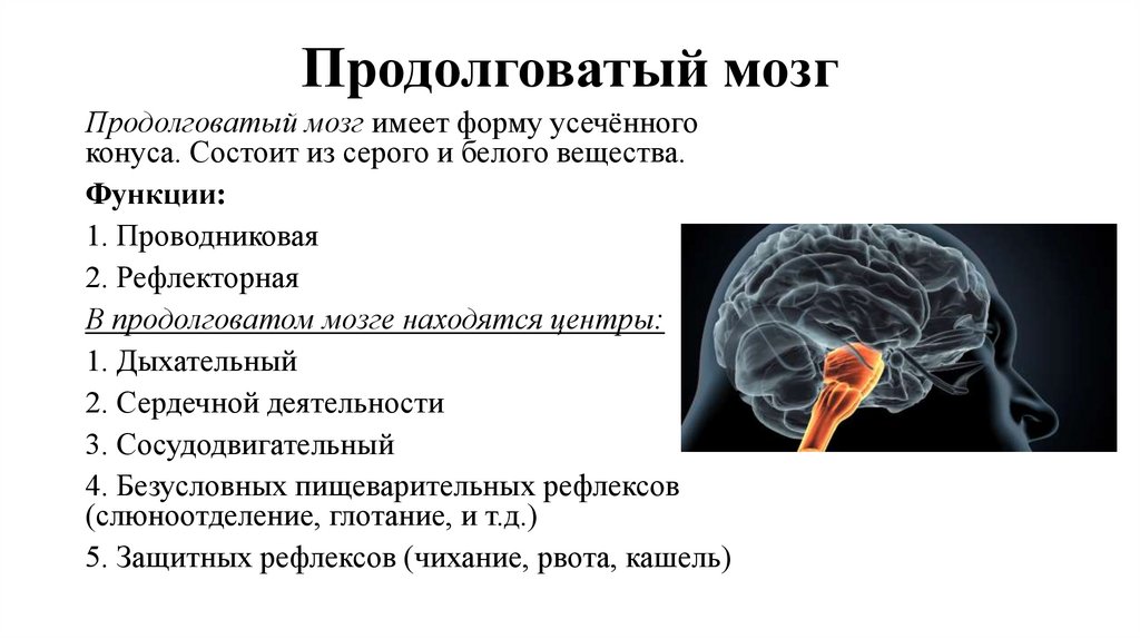 Продолговатый мозг