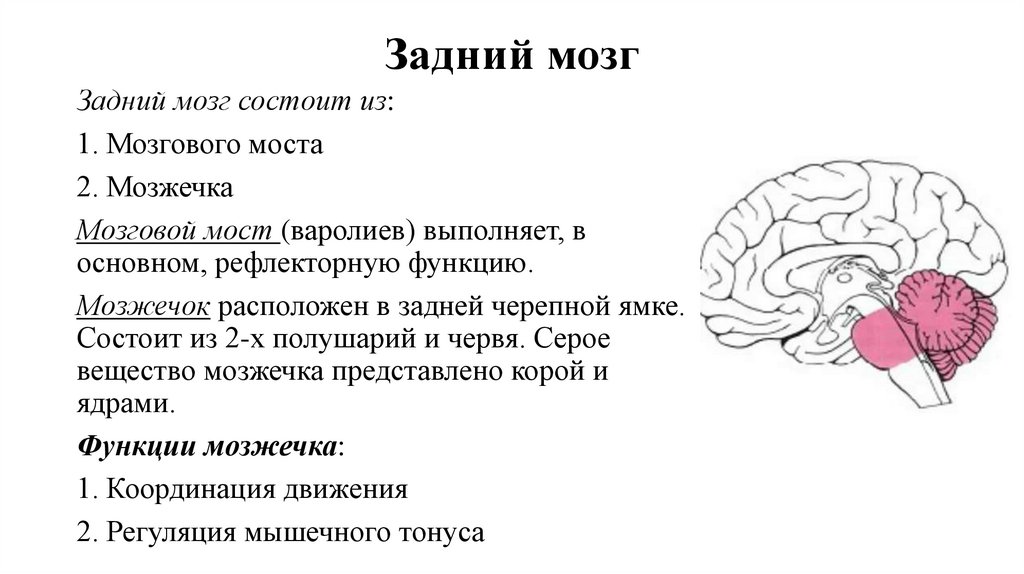 Задний мозг