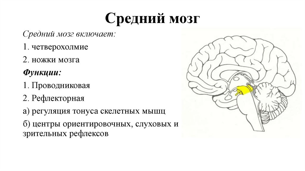 Средний мозг