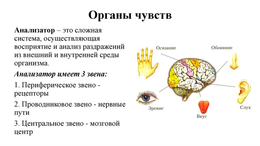 Органы чувств