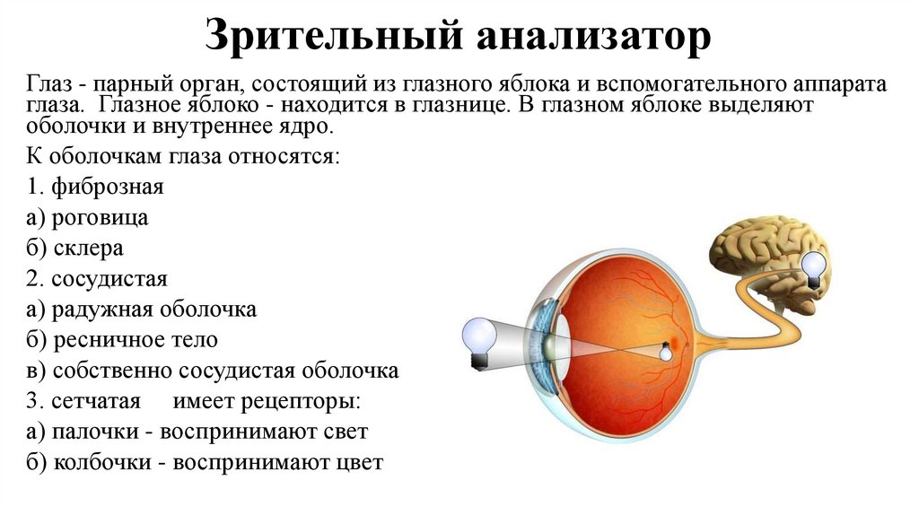 Зрительный анализатор