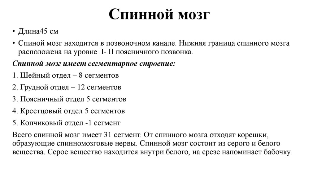 Спинной мозг