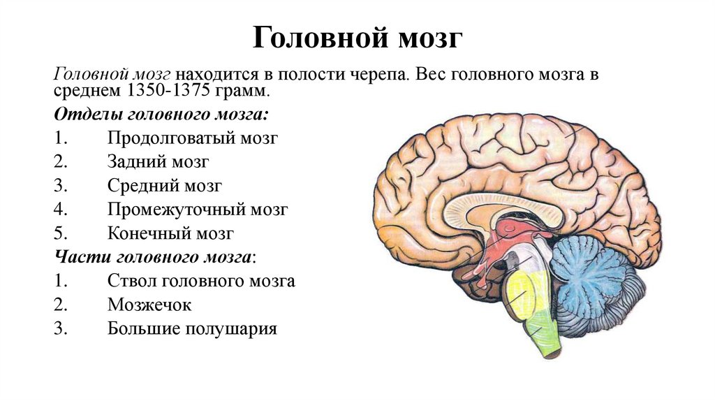 Головной мозг