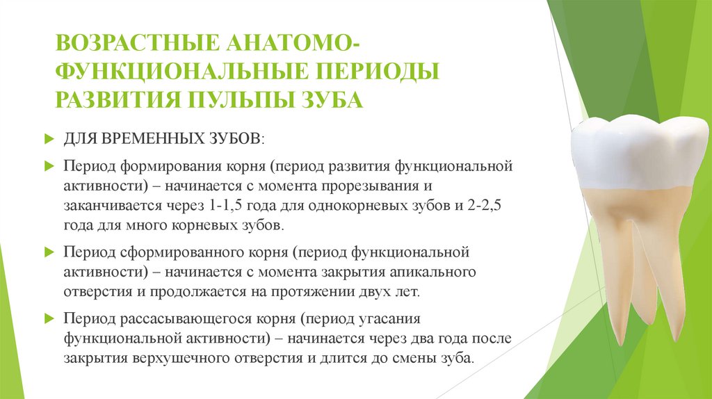 ВОЗРАСТНЫЕ АНАТОМО-ФУНКЦИОНАЛЬНЫЕ ПЕРИОДЫ РАЗВИТИЯ ПУЛЬПЫ ЗУБА