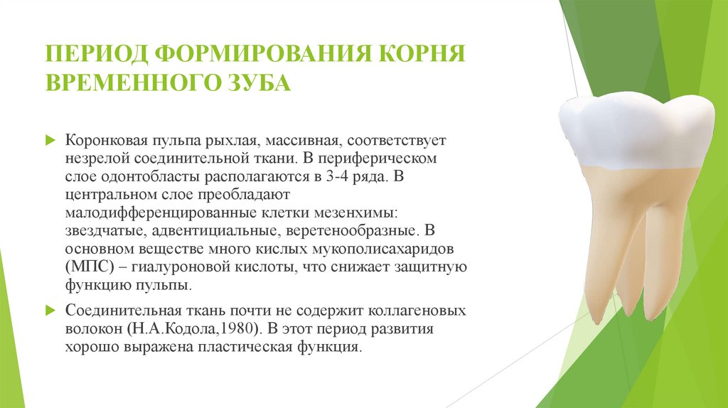 ПЕРИОД ФОРМИРОВАНИЯ КОРНЯ ВРЕМЕННОГО ЗУБА