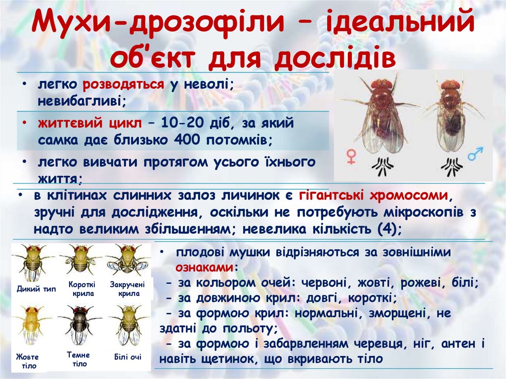 Мухи-дрозофіли – ідеальний об’єкт для дослідів