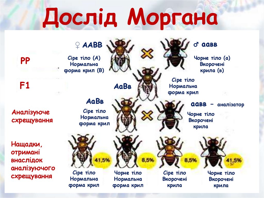 Дослід Моргана