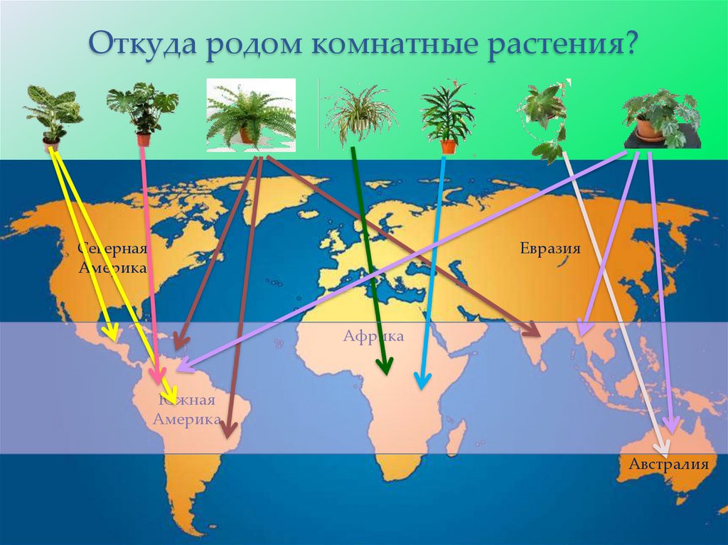 Откуда родом комнатные растения?