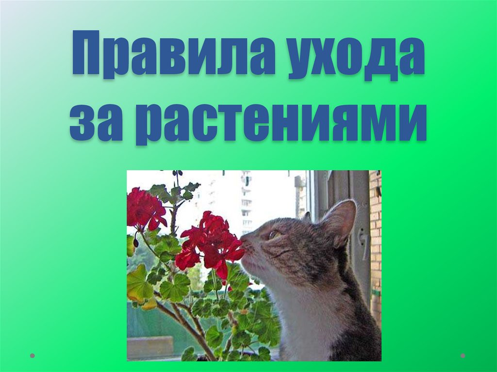 Правила ухода за растениями