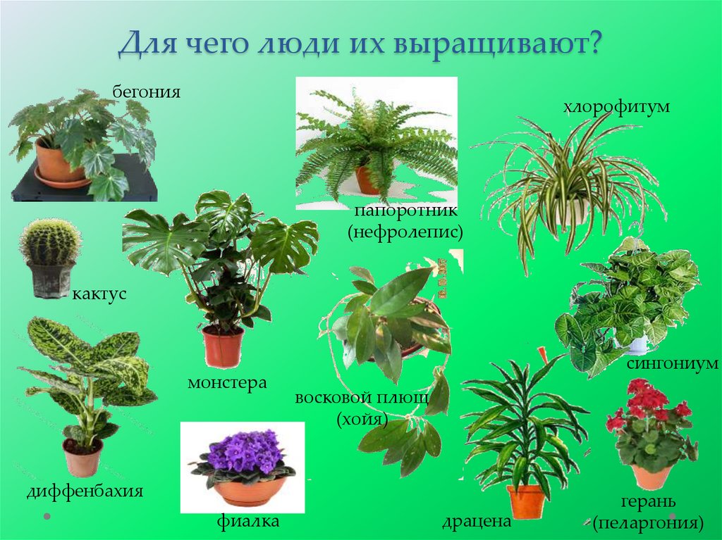 Для чего люди их выращивают?