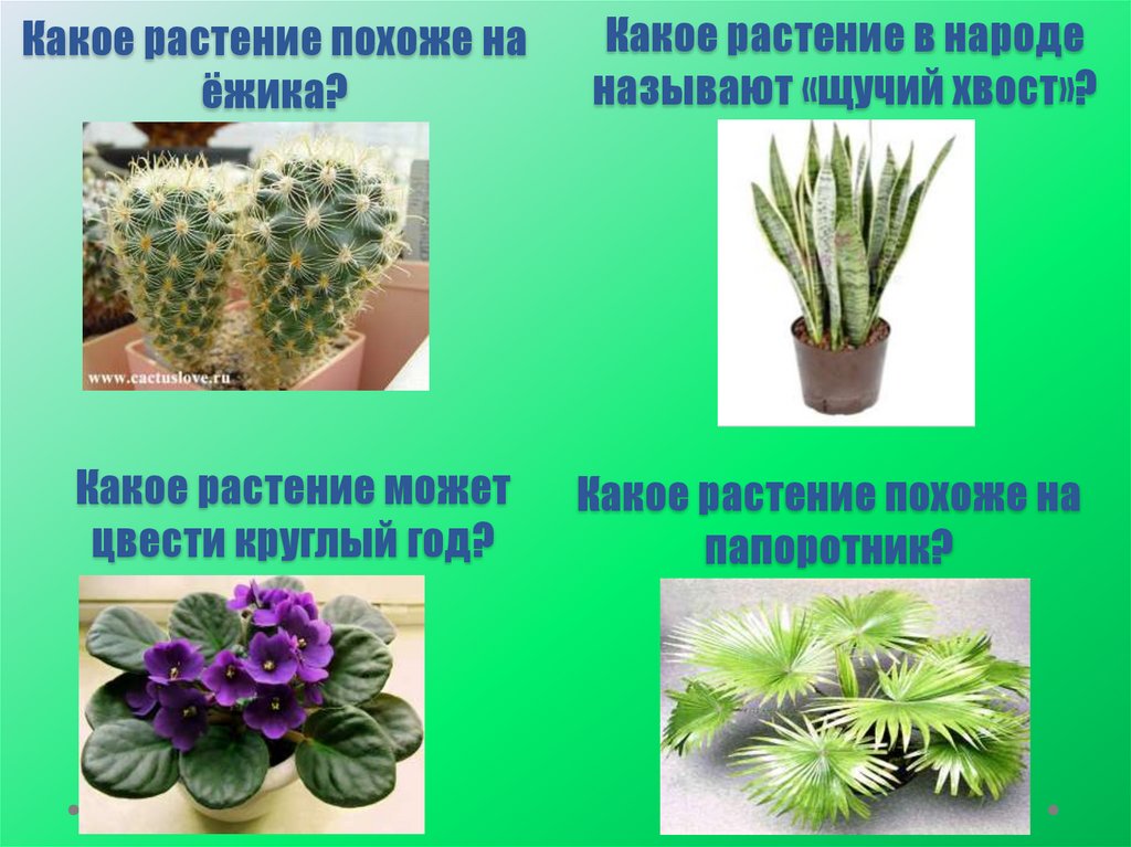 Какое растение похоже на ёжика?