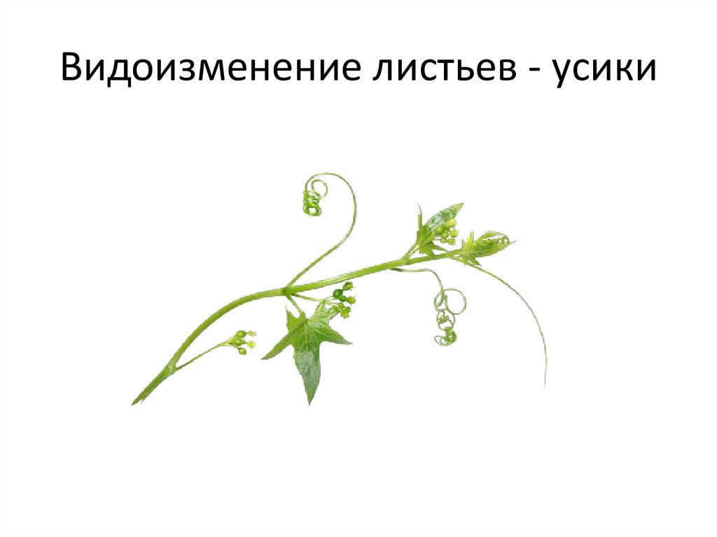 Видоизменение листьев - усики