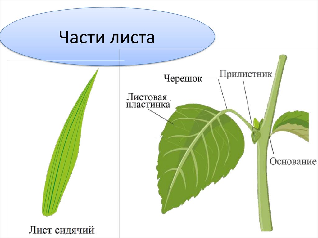 Части листа