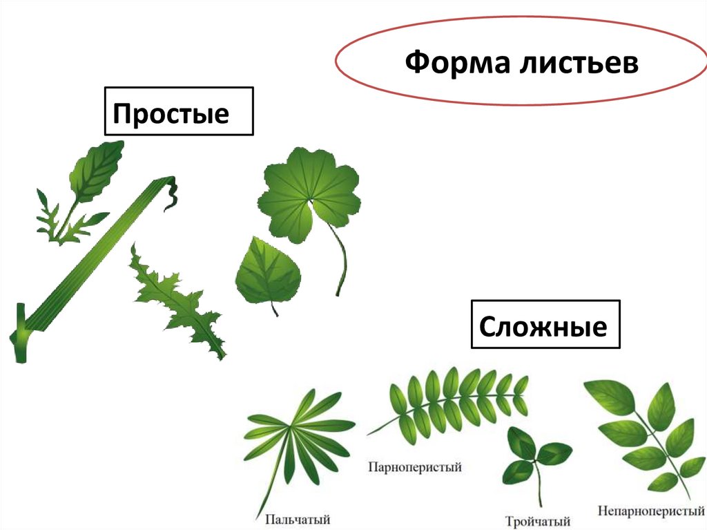 Форма листьев
