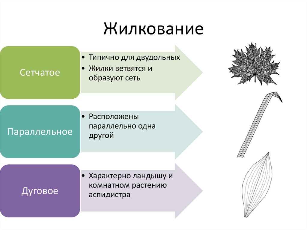 Жилкование
