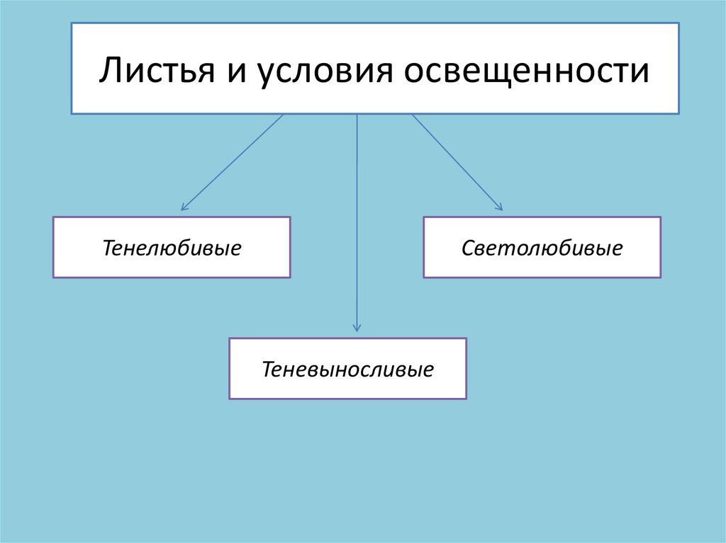 Листья и условия освещенности