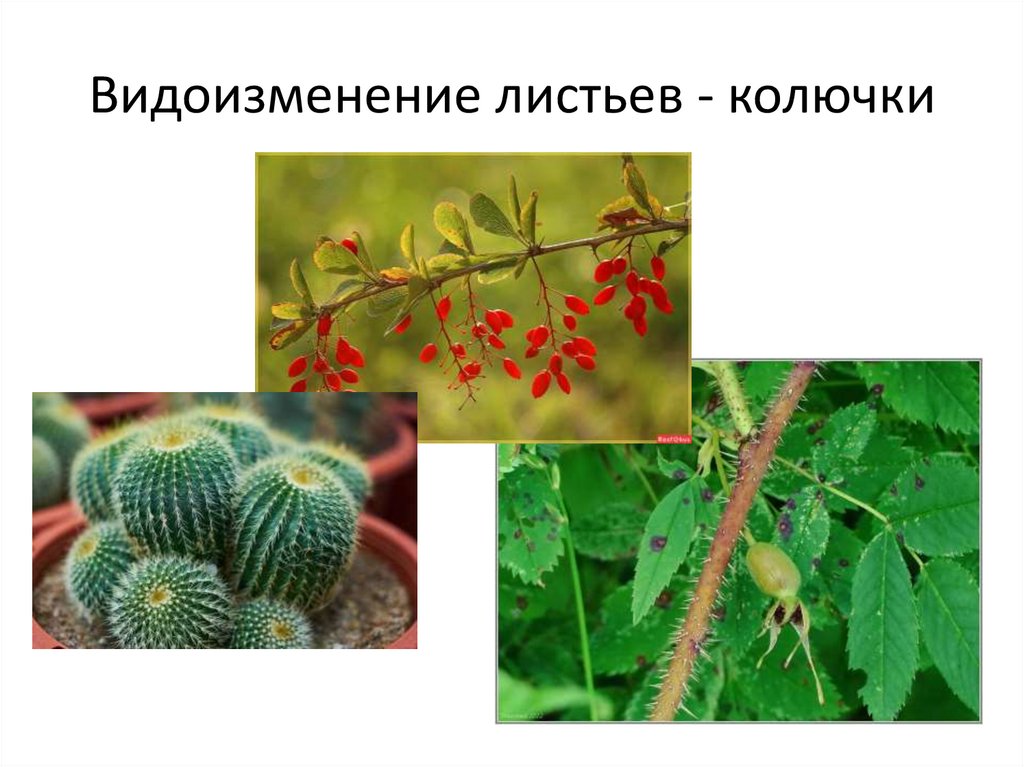 Видоизменение листьев - колючки