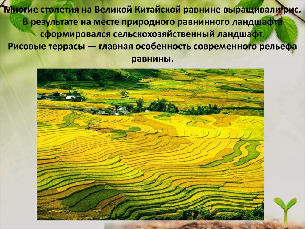 Многие столетия на Великой Китайской равнине выращивали рис. В результате на месте природного равнинного ландшафта