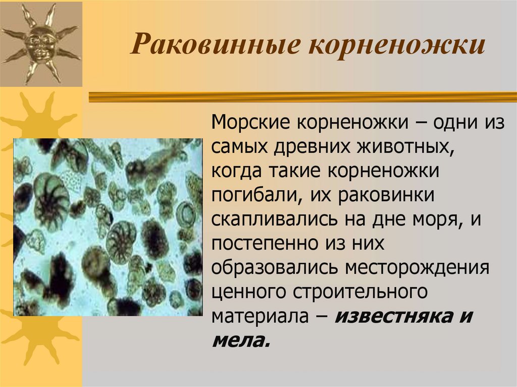 Раковинные корненожки