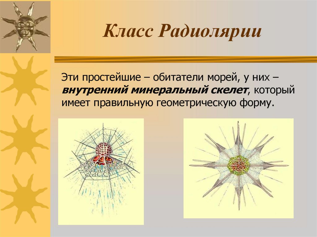 Класс Радиолярии