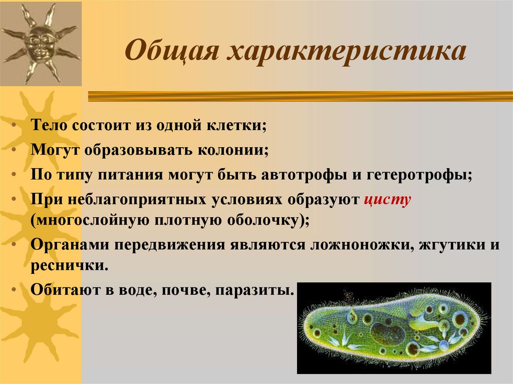 Общая характеристика