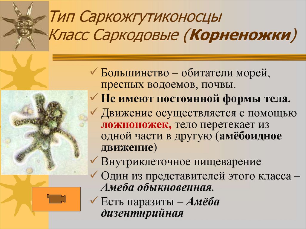 Тип Саркожгутиконосцы Класс Саркодовые (Корненожки)