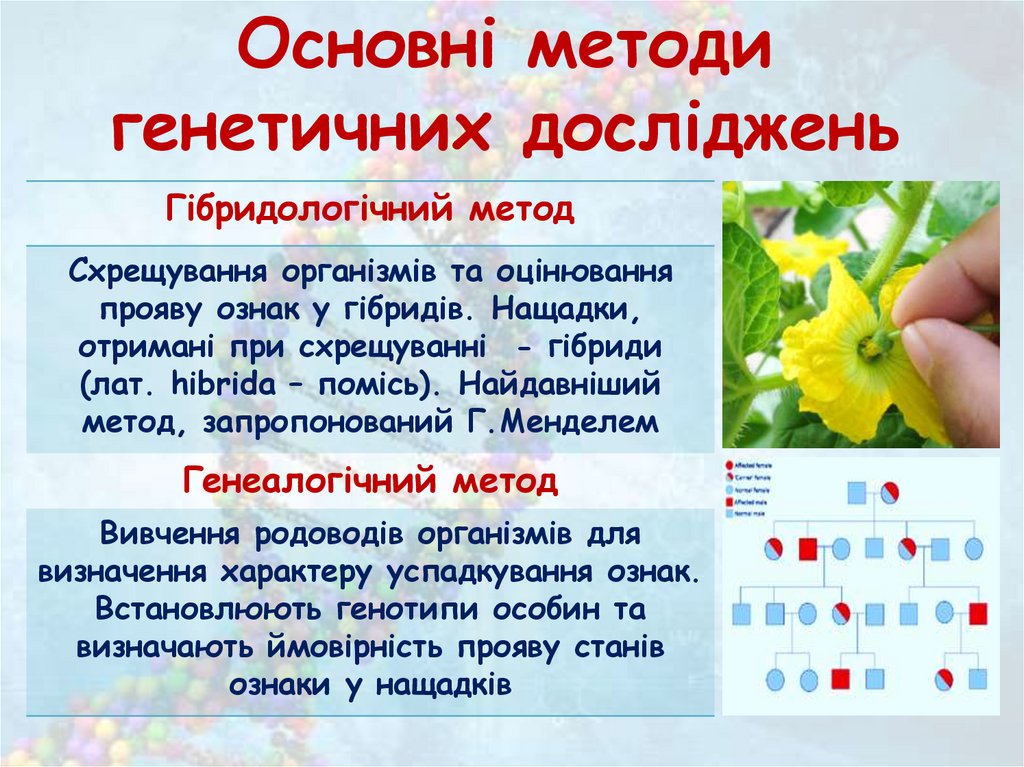 Основні методи генетичних досліджень