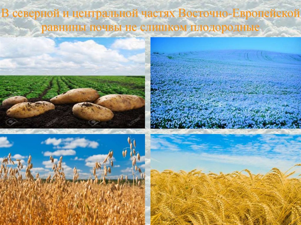 В северной и центральной частях Восточно-Европейской равнины почвы не слишком плодородные