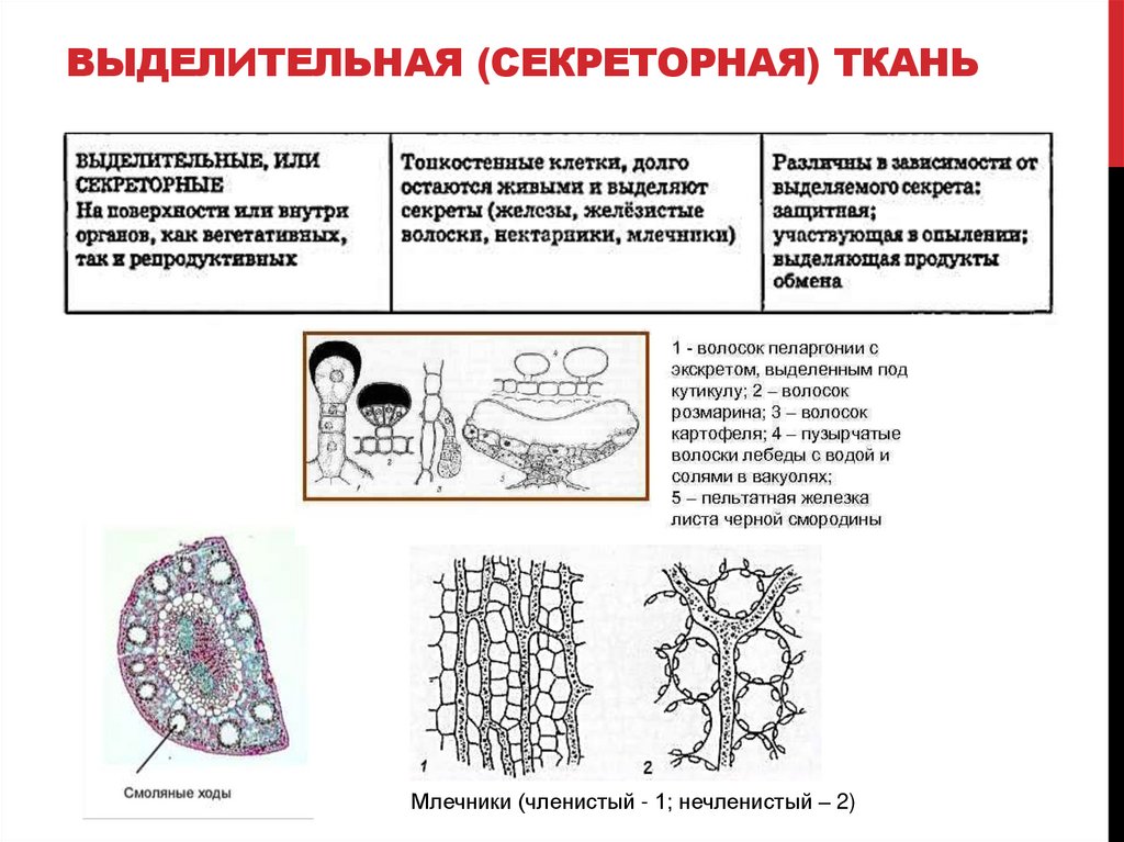 ВЫДЕЛИТЕЛЬНАЯ (СЕКРЕТОРНАЯ) ТКАНЬ