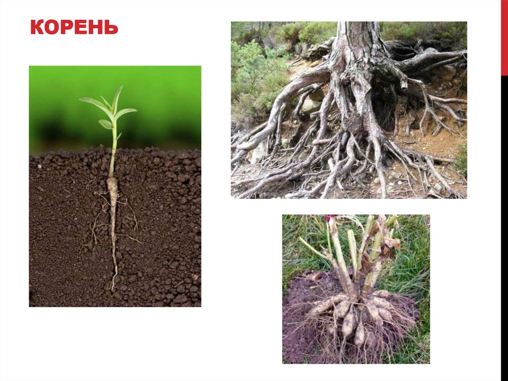 КОРЕНЬ