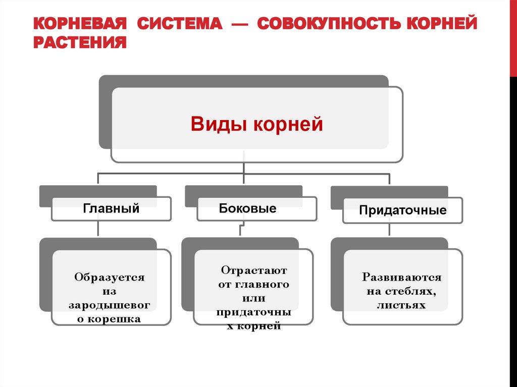Корневая система — совокупность корней растения