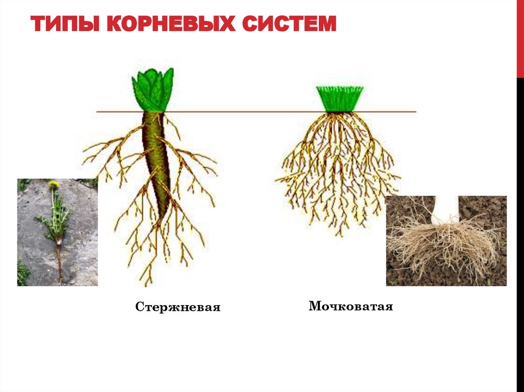 Типы корневых систем