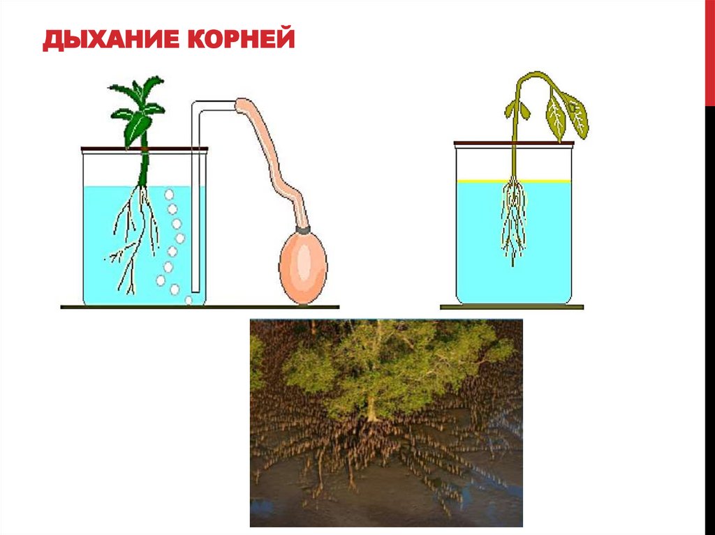 ДЫХАНИЕ КОРНЕЙ