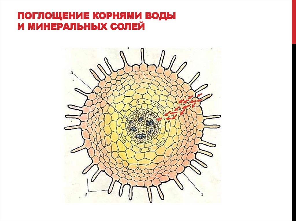 ПОГЛОЩЕНИЕ КОРНЯМИ ВОДЫ И МИНЕРАЛЬНЫХ СОЛЕЙ
