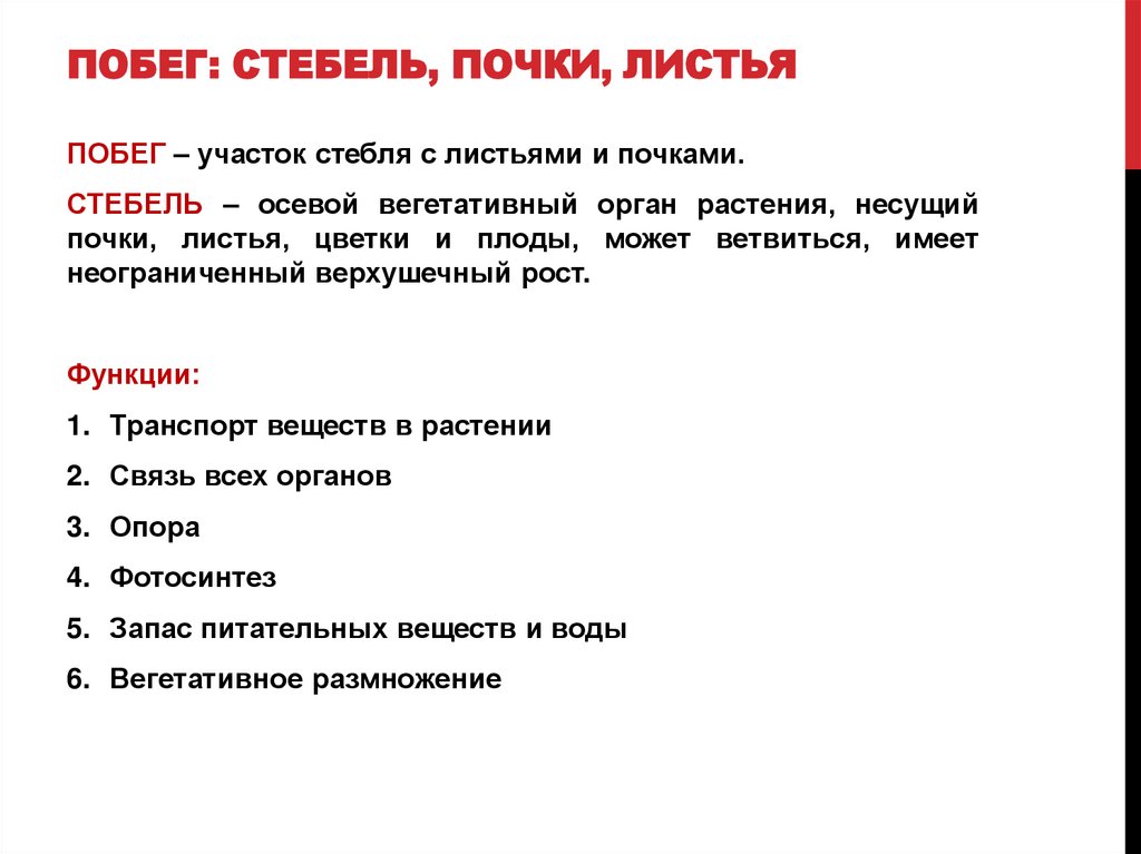 ПОБЕГ: СТЕБЕЛЬ, ПОЧКИ, ЛИСТЬЯ