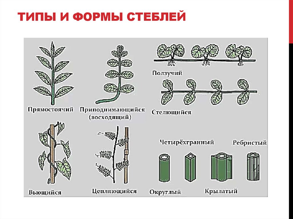 ТИПЫ И ФОРМЫ СТЕБЛЕЙ