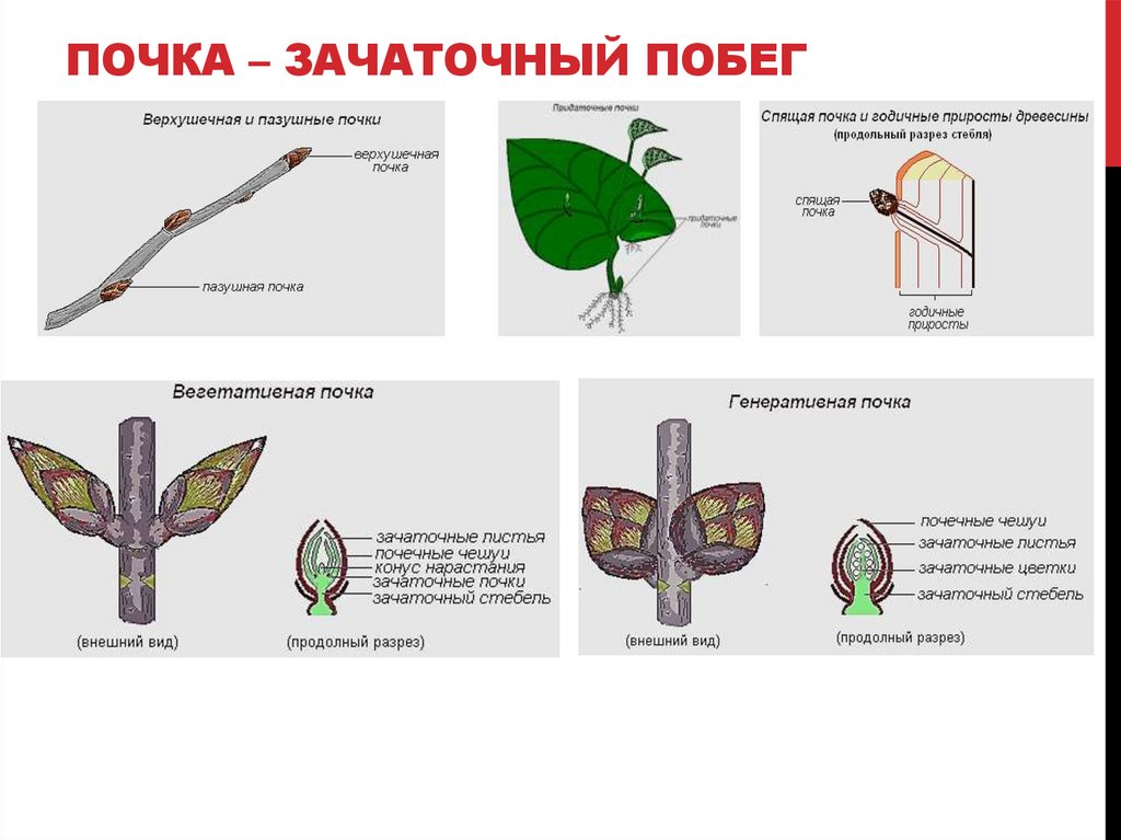 ПОЧКа – зачаточный побег
