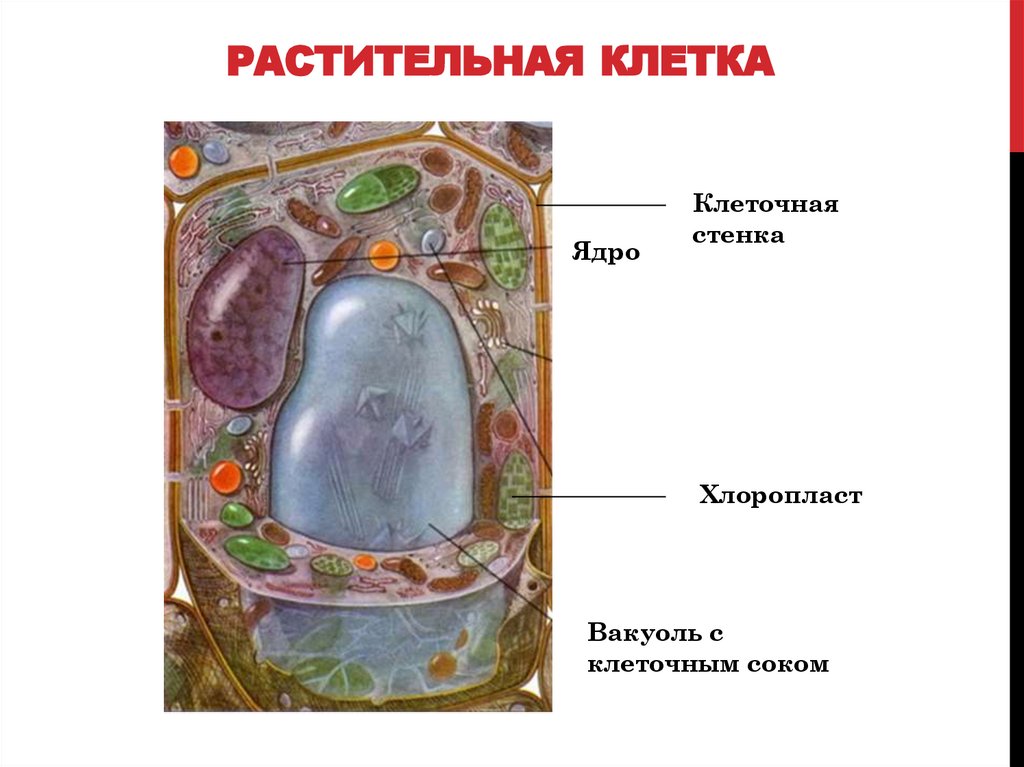 Растительная клетка