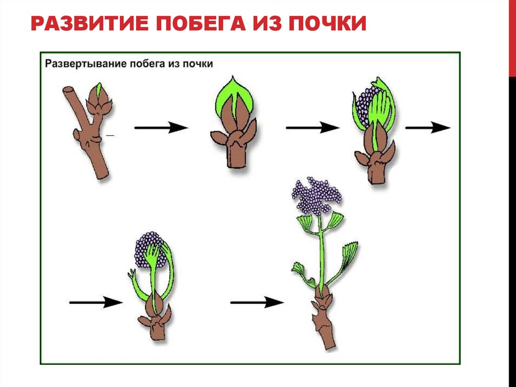 РАЗВИТИЕ ПОБЕГА ИЗ ПОЧКИ