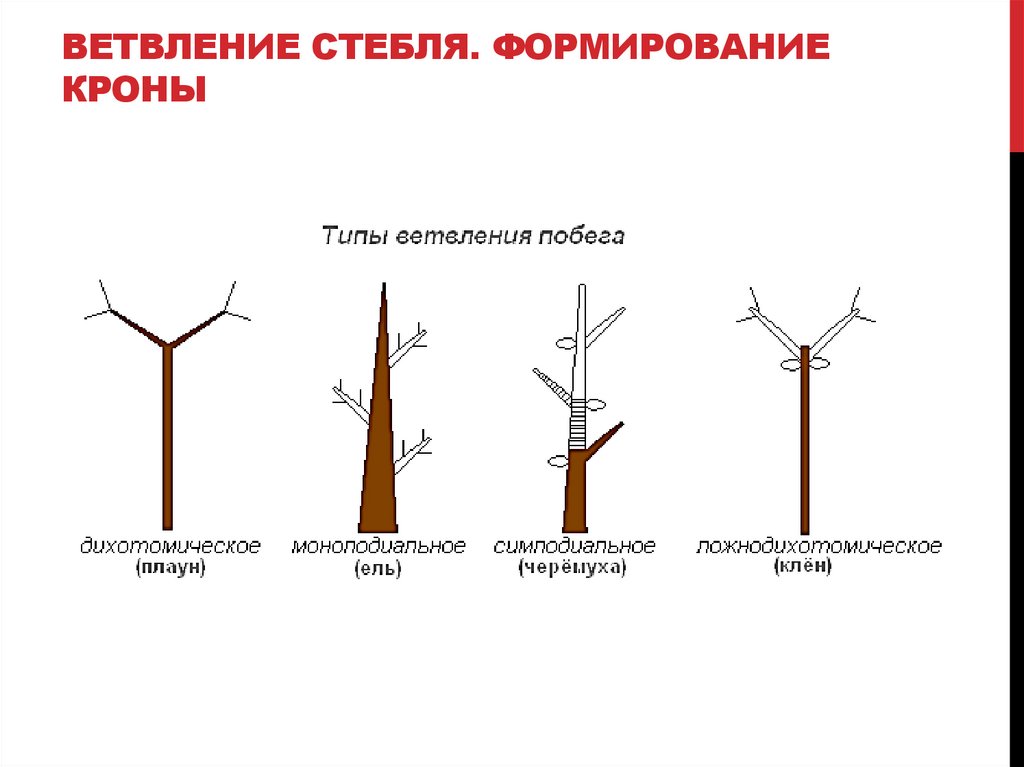 ВЕТВЛЕНИЕ СТЕБЛЯ. ФОРМИРОВАНИЕ КРОНЫ