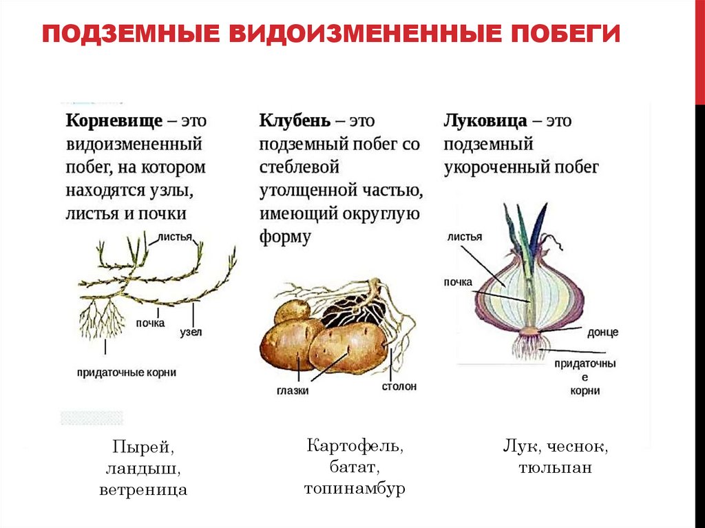 Подземные ВИДОИЗМЕНЕННЫЕ ПОБЕГИ
