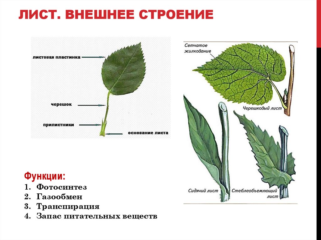 ЛИСТ. ВНЕШНЕЕ СТРОЕНИЕ