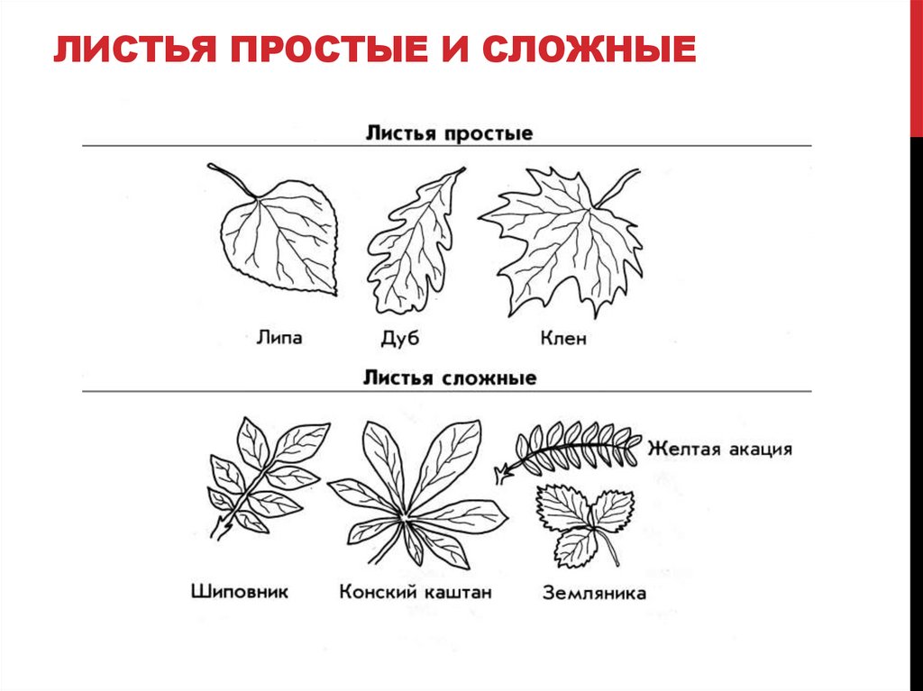 ЛИСТЬЯ ПРОСТЫЕ И СЛОЖНЫЕ