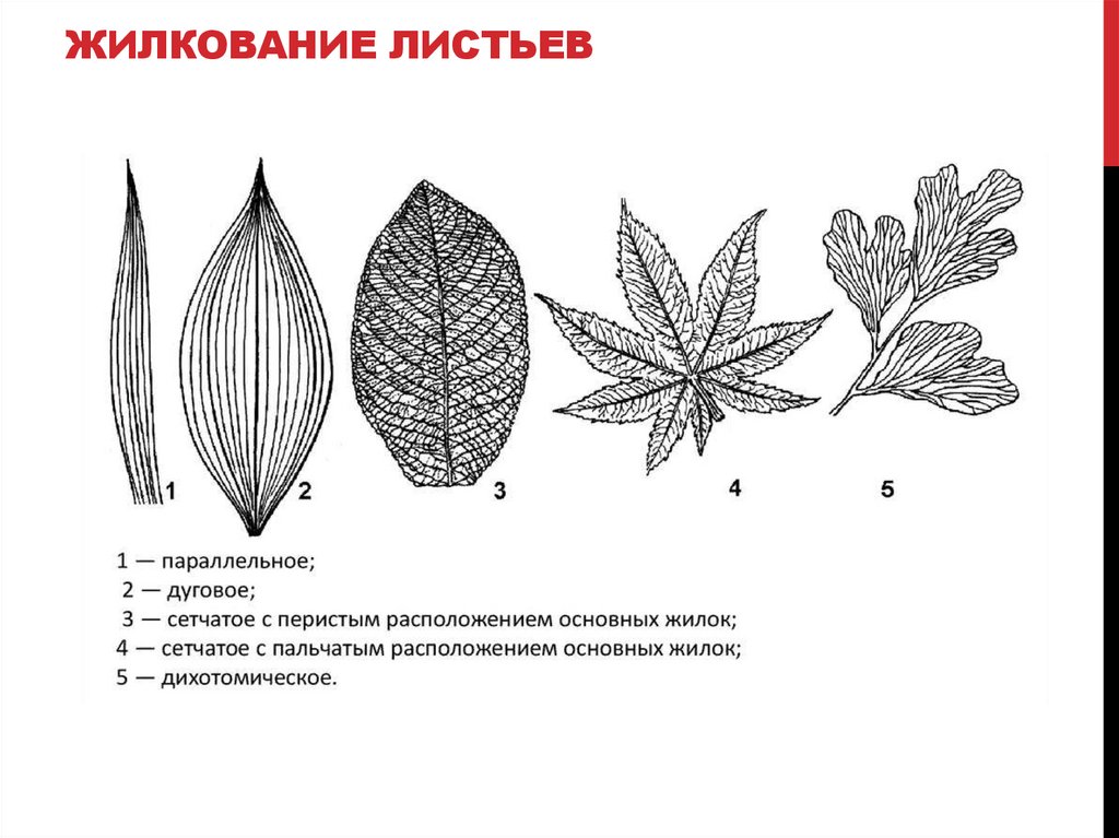 Жилкование листьев