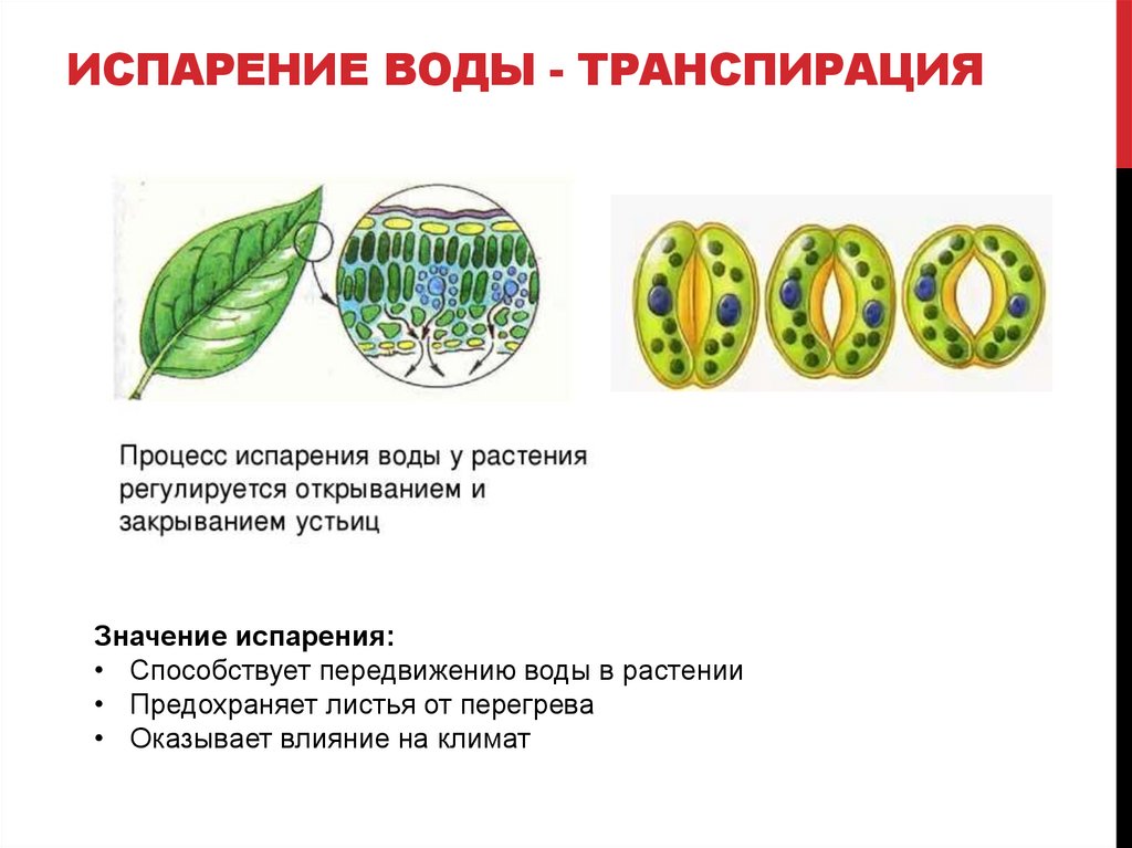ИСПАРЕНИЕ ВОДЫ - ТРАНСПИРАЦИЯ
